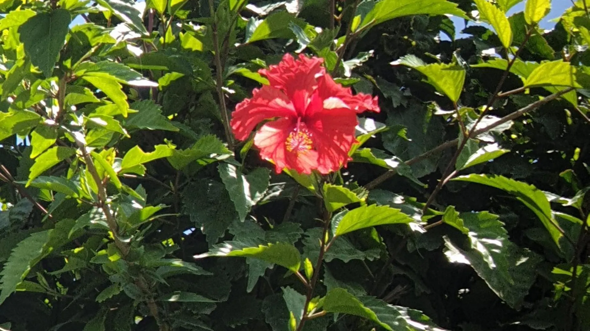 Rosehill View Garden Apartment Port Antonio Jamaica